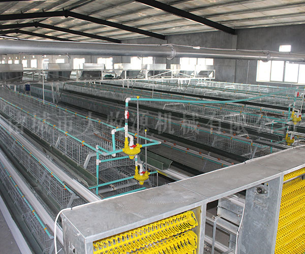 蛋鸡全自动养殖系统